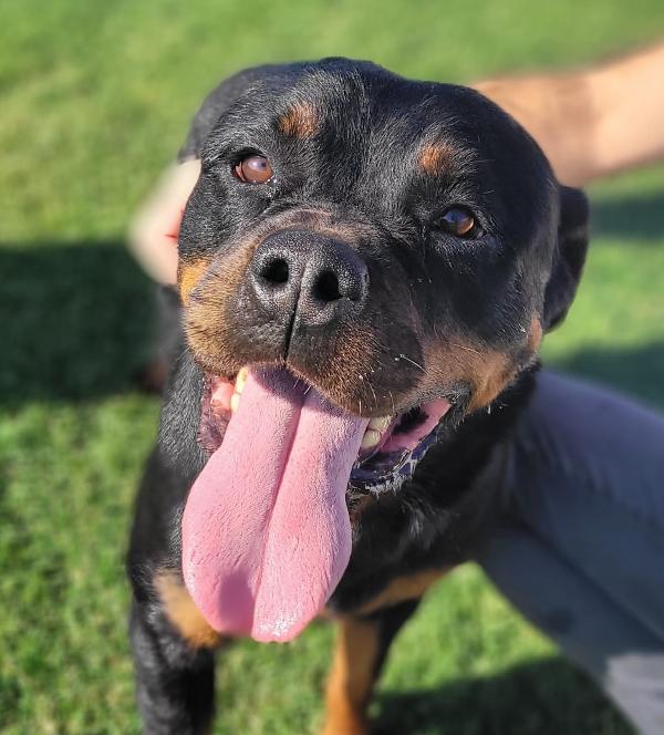 Straordinaria Rottweiler Di Nome Beverly